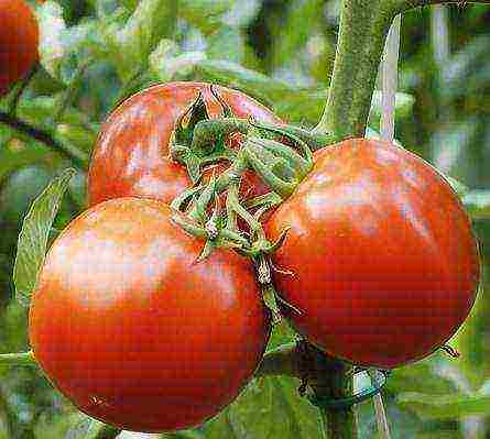 tomatoes hybrids best varieties