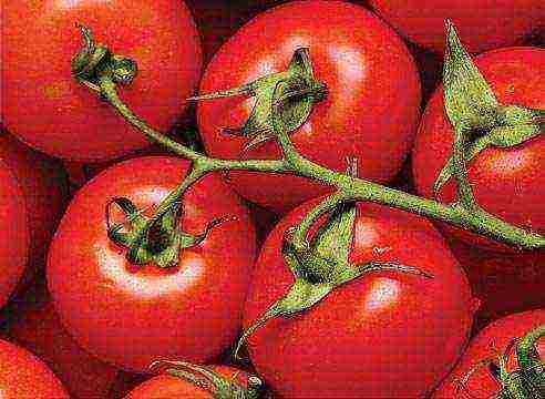 tomatoes hybrids best varieties