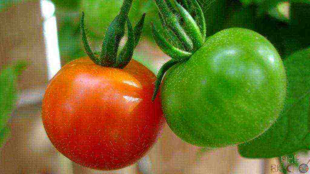 tomatoes are the best varieties of planting
