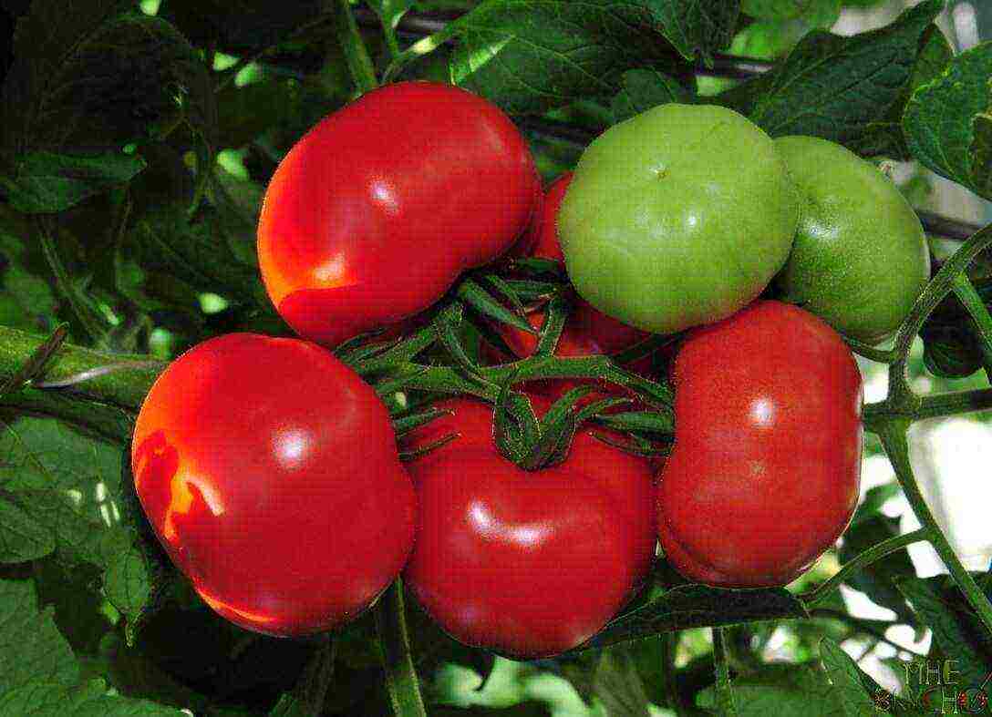 tomatoes are the best varieties of planting