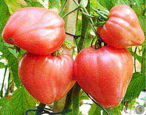 tomatoes are the best varieties of planting