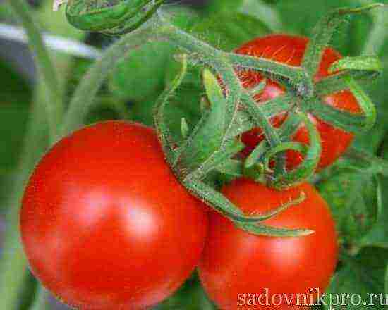 tomatoes are the best varieties of planting