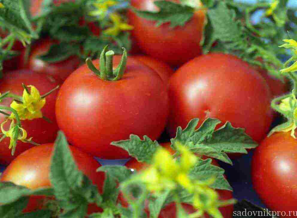 tomatoes are the best varieties of planting