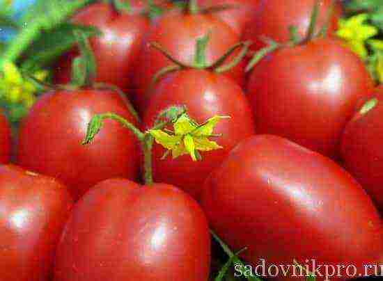 tomatoes are the best varieties of planting