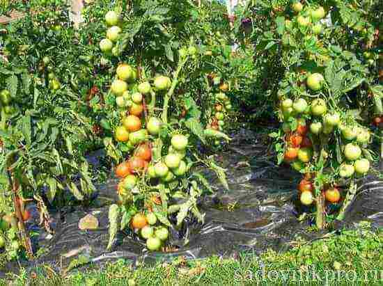 tomatoes are the best varieties of planting