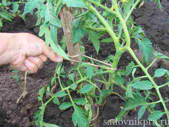 tomatoes are the best varieties of planting