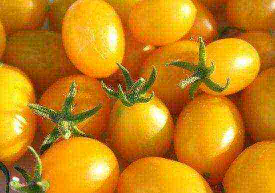 cream tomatoes best varieties