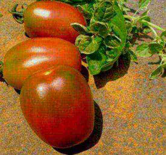 cream tomatoes best varieties