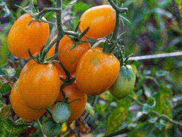 cream tomatoes best varieties