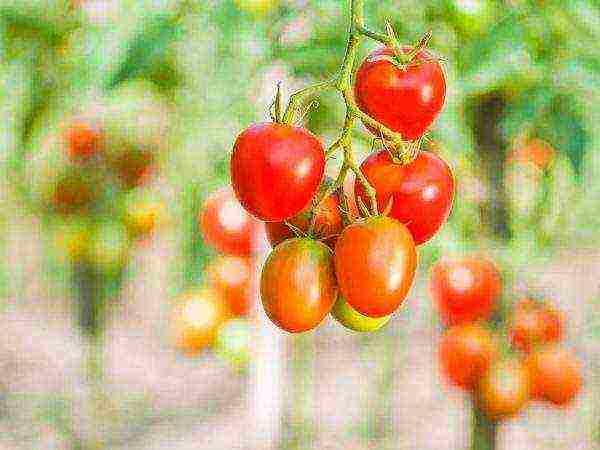 cream tomatoes best varieties