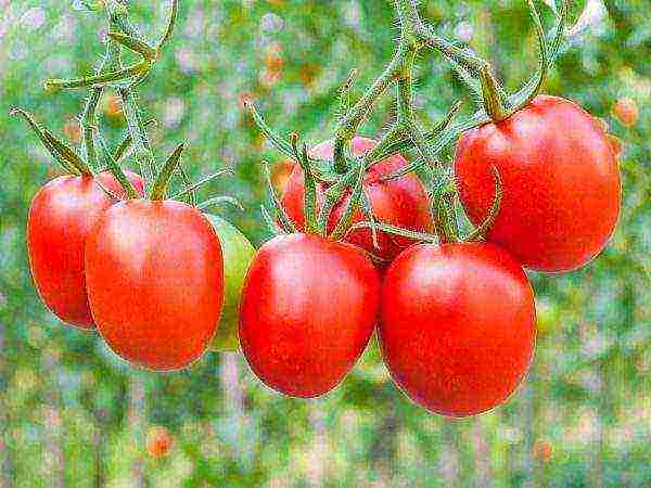 cream tomatoes best varieties