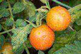 cream tomatoes best varieties