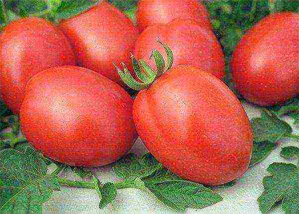 cream tomatoes best varieties