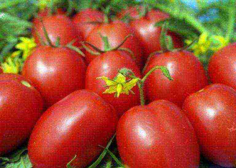 cream tomatoes best varieties