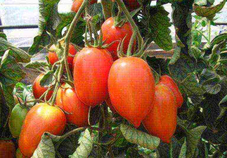 cream tomatoes best varieties