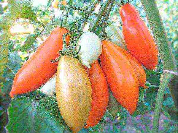 cream tomatoes best varieties