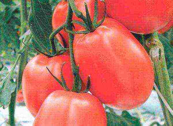 cream tomatoes best varieties