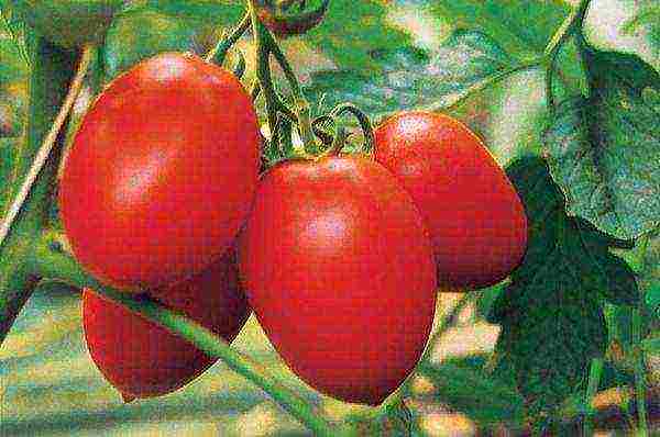 cream tomatoes best varieties