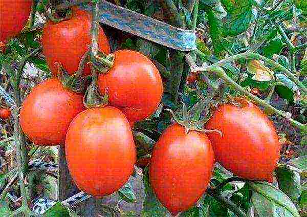 cream tomatoes best varieties