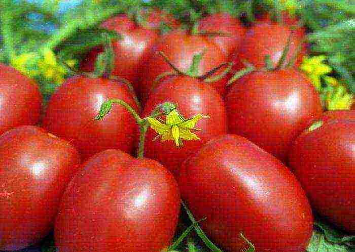 cream tomatoes best varieties