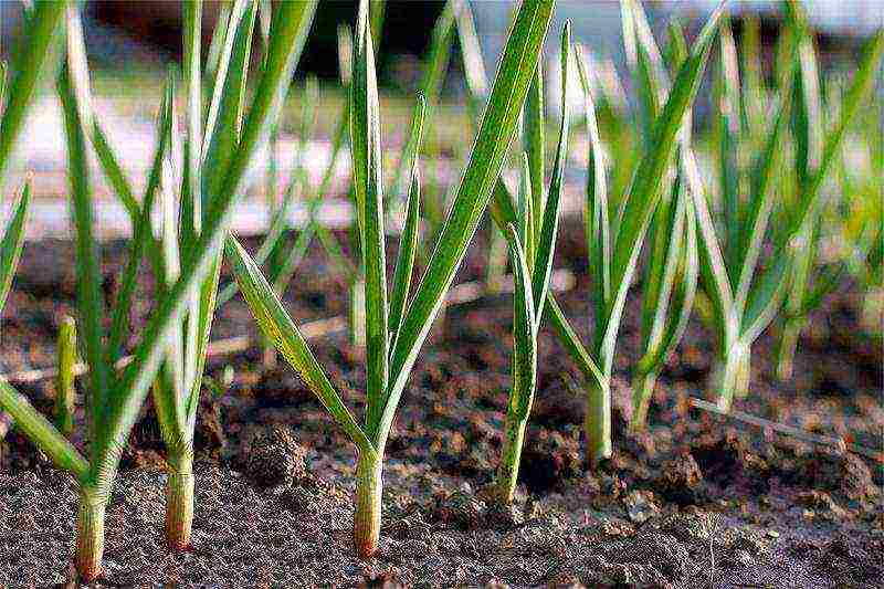 planting garlic in the spring in open ground in the Leningrad region