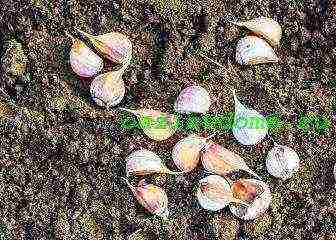 planting garlic in the spring in open ground in the Leningrad region