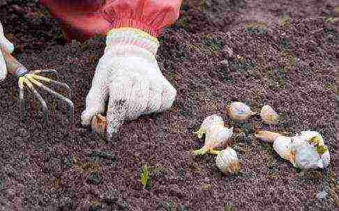 sadnja češnjaka u proljeće na otvorenom tlu u Lenjingradskoj regiji