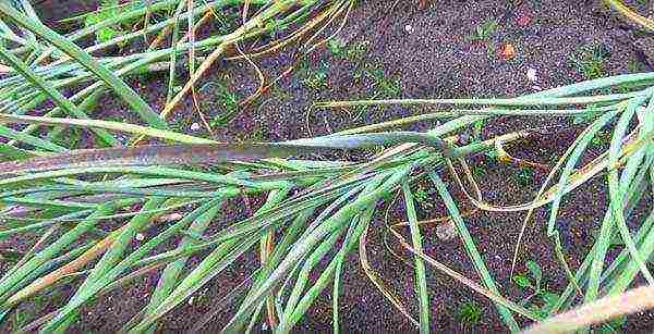 planting garlic in the spring in open ground in the Leningrad region