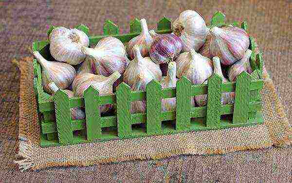 planting garlic in the spring in open ground in the Leningrad region