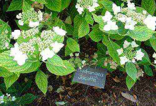 planting hydrangeas in the fall in open ground from a pot in