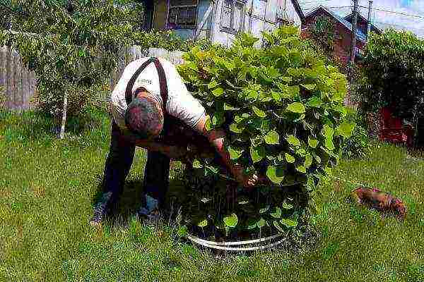 planting hydrangeas in the fall in open ground from a pot in