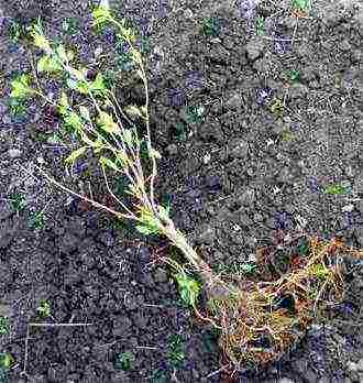 planting hydrangeas in the fall in open ground from a pot in