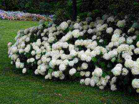 planting hydrangeas in the fall in open ground from a pot in