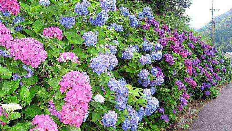 planting hydrangeas in the fall in open ground from a pot in