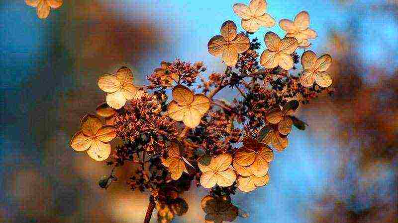 planting hydrangeas in the fall in open ground from a pot in