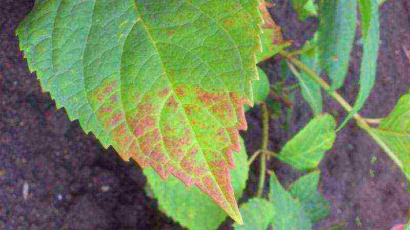 planting hydrangeas in the fall in open ground from a pot in