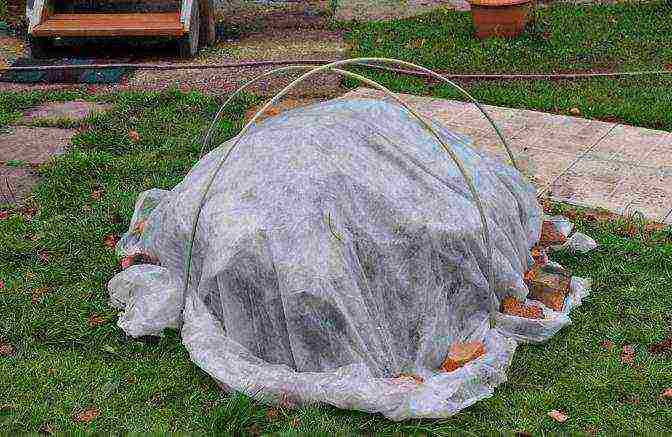 planting hydrangeas in the fall in open ground from a pot in