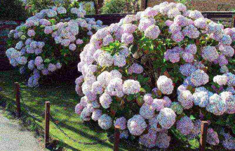 planting hydrangeas in the fall in open ground from a pot in