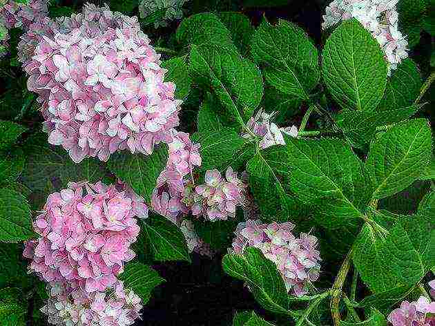 planting hydrangeas in the fall in open ground with a closed root system