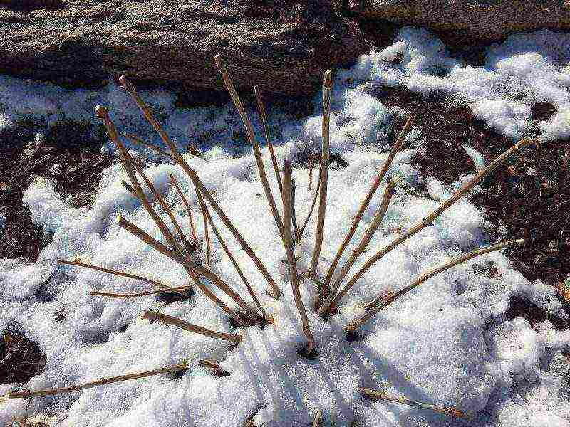 planting hydrangeas in the fall in open ground with a closed root system