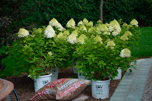 planting hydrangeas in the fall in open ground with a closed root system