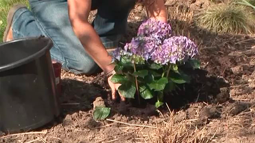 planting hydrangeas in the fall in open ground with a closed root system