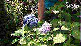 planting hydrangeas in the fall in open ground with a closed root system