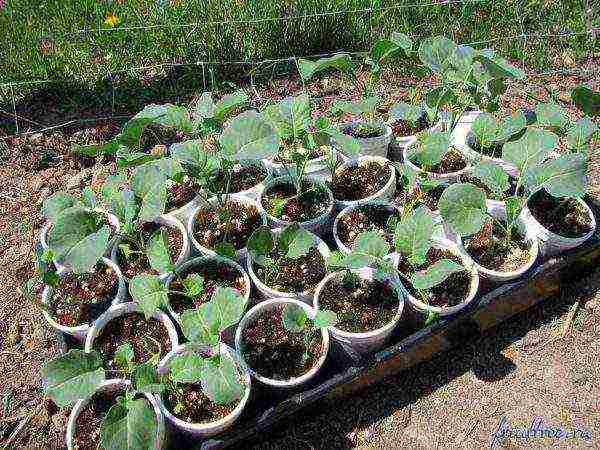 planting and caring for Brussels sprouts in the open field