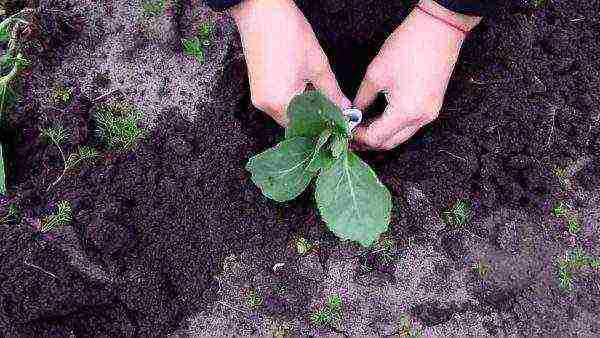 planting and caring for Brussels sprouts in the open field