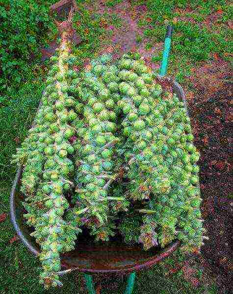 planting and caring for Brussels sprouts in the open field