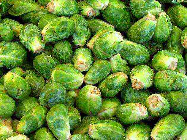 planting and caring for Brussels sprouts in the open field