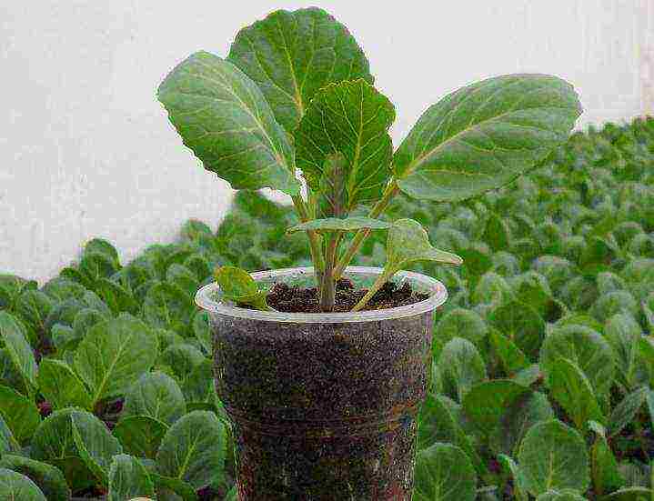 planting and caring for Brussels sprouts in the open field