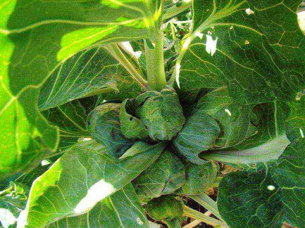 planting and caring for Brussels sprouts in the open field