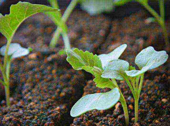 planting and caring for Brussels sprouts in the open field